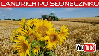 Pszeniczka Landrich po słoneczniku