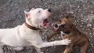 Dogo Argentino VS Pitbull - Pitbull VS Dogo Argentino In a Real Fight - KERBEROS