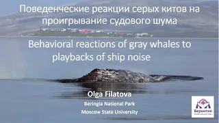 Филатова О. "Поведенческие реакции серых китов на проигрывание судового шума" (eng translation)