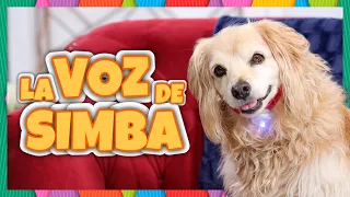 Daniel El Travieso - SIMBA POR FIN HABLA!