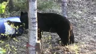 THIS BEAR IS HUGE!