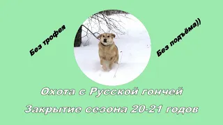 Закрытие сезона  Охота на зайца с Русской гончей  28 02 21