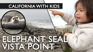 Elephant Seal Vista Point Review With Kids