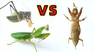 Mantis vs katydid vs Mole cricket，Can you guess the ending?