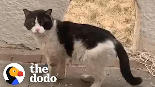 Woman Watches Her Neighbors Abandon Their Cat | The Dodo