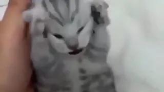 Gatito estresado