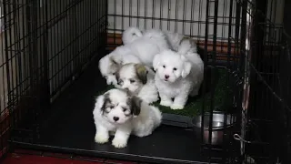 Coton de Tulear Puppies - Haven 3/10/20