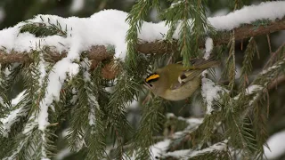 Фотоохота с Альбертом.  Птицы в зимнем лесу.