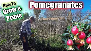 How To Grow & Prune A Pomegranate Tree | Complete Step By Step Guide