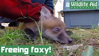 Football net fox cub hides behind a fridge