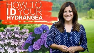 How to Identify Your Hydrangea // Garden Answer