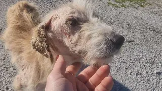 Small dog was found abandoned and sick in a very dangerous road.