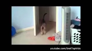 прикольное видео поведение кошки