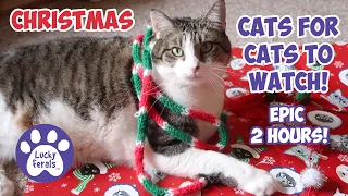 CHRISTMAS Cats For CATS To Watch With Sound ➙ EPIC 2 HOURS! Cat Videos * Entertainment For Cats