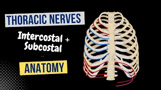 Thoracic Nerves (Intercostal + Subcostal) - Anatomy