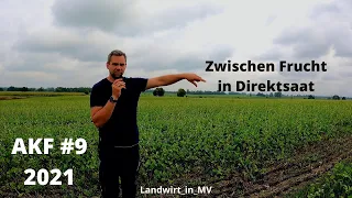 AKF #9 2021 Zwischenfrucht in Direktsaat und Einzelkorn Raps. Wie gut ist es geworden? #Direktsaat