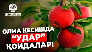 ОЛМА КЕСИШДА "УДАР" ҚОИДАЛАР | Шуҳрат Аброров #uzbekistan #ШуҳратАброров #gardening