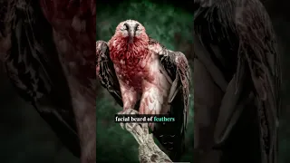 The Red-Bearded Vulture: The Bone Eating Bird