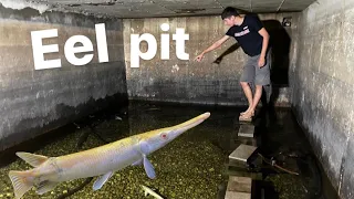 Moving RARE gar into my eel pit!