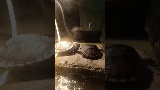 Two turtles might be talking to each other