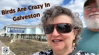 Galveston, A Ferry Ride, And Check Out Those Crazy Birds