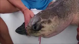 Injured Turtles