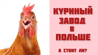 Куриный завод в Польше. Вся правда! Работа в Польше. Ополе.🐓🐓🐓