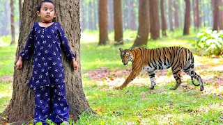 tiger attack man in the forest | tiger attack in jungle, royal bengal tiger attack