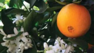 MF DOOM - Special Herbs 5 & 6 "Orange Blossoms" [HQ]