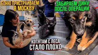 Что же с котятами?😰Едем с девочками в Ставрополь. Боню отправляем в Москву в добрые руки🙏