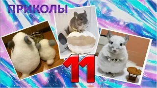 Лучшие приколы про ШИНШИЛЛ! Смешные ШИНШИЛЛЫ! Funny chinchillas❤#11