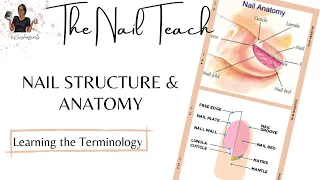 Nail Structure & Anatomy | Nail Education | Beginner Nail Tech | The Nail Teach | Keishanails