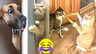 Rolling on the Floor Laughing: Hilarious Dogs and Cats Compilation! 😂 #Dogs #DogTV #funny #funnydogs