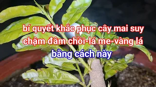 Làm cách này sẻ giúp cây mai suy mao hồi phục nhanh chống và rất hiệu quả.