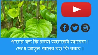 পানের বড় কি রকম অনেকেই জানেনা !#viral #music #love #vlog #travel #viral #music #love #music