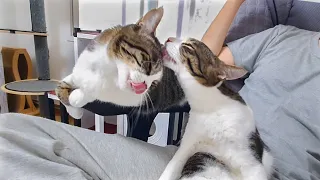 The Rescued Kitten Becomes Completely Obsessed with the Big Cat and Humans