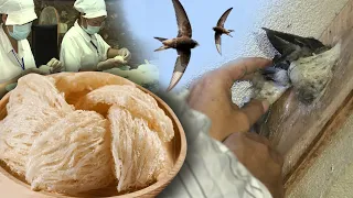 The Process of Harvesting and Processing Bird's Nests in Vietnam | Vietgreen Farm