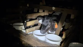 Operation Strauss Veal Feeds -