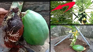 how to graft down super dwarf papaya trees