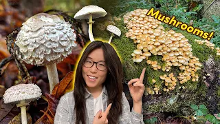 Wild Mushroom Adventures! We find edibles too 😍