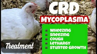 Chronic Respiratory disease (CRD) in chicken, clinical Signs & Treatment in 4 days