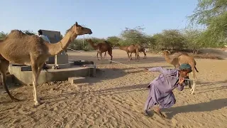 Thar desert, camels are fed by drawing water from a well#camel #villagelife #camellife #animals