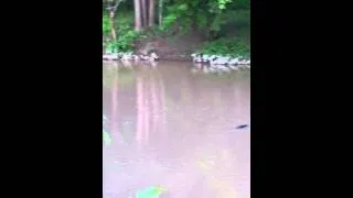 2 Loch Ness Monsters in Elyria Ohio Black River