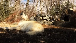 Lazy Wolf Howl