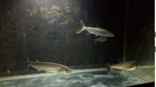 Goliath tigerfish , Payara y Chafalote