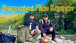 Збір Грибів у Карпатських Хащах.