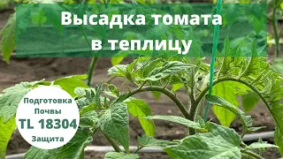 Томат TL-18304 в теплице. Как высадить рассаду. Схема посадки. Грибы для растений.