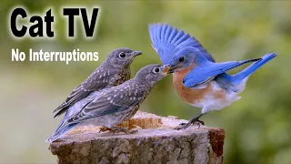 Bonus Cat TV 😻 Close-up Bluebirds, Cardinals, Jays and Titmouse 🐦 Uninterrupted TV for Cats No ADs