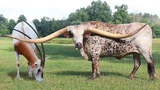 😱 Horns Grow One Inch A Day -LARGEST HORNS