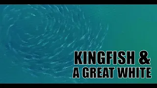 Kingfish everywhere! Easier to hook a great white shark, but we got one in the end!